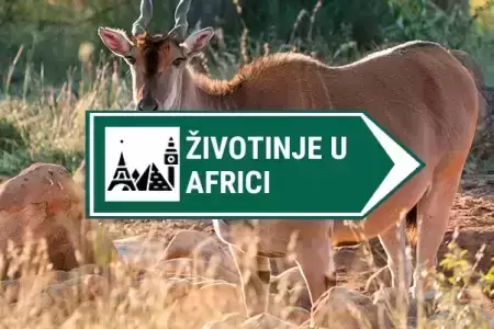 zivotinje u africi