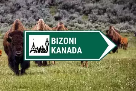 kamera bizoni kanada