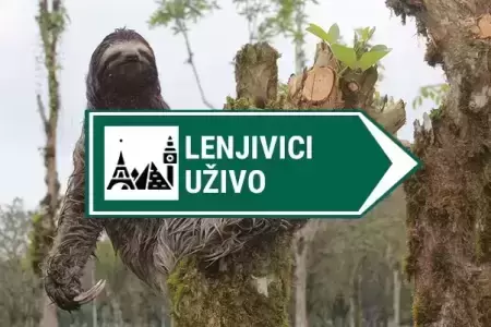 kamera lenjivci uzivo