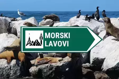 kamera morski lavovi