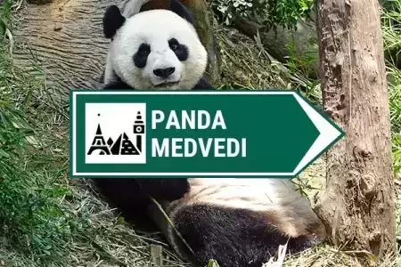 kamera panda medvedi