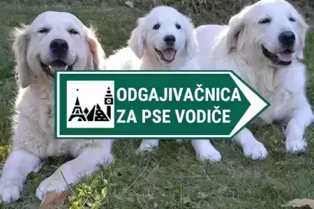 kamera u odgajivacnici pasa vodica