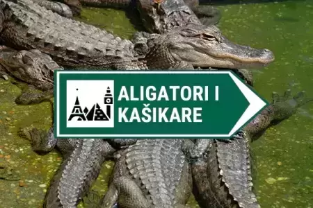 kamere aligatori i kasikare