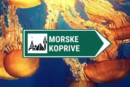 kamere morske meduze