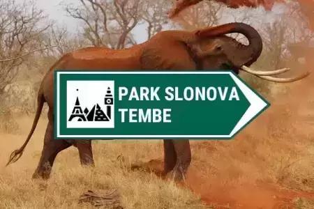 kamere park slonova Tembe u juznoj africi