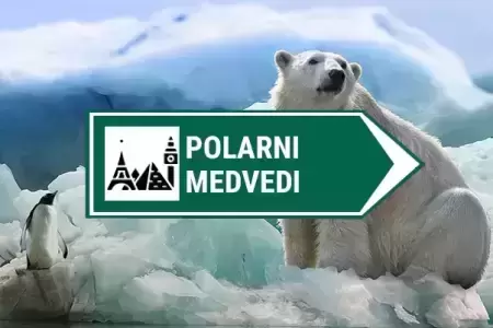 kamere polarni medvedi